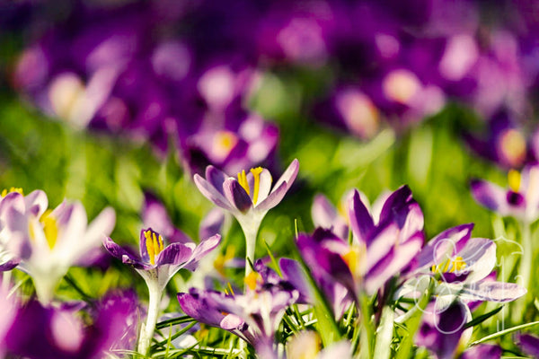 Suddenly Spring