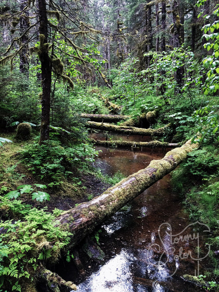 Tonsina Creek Trail, Alaska