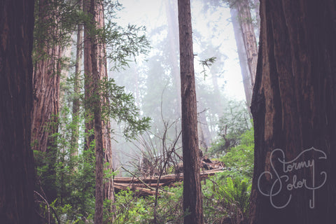 Enchanted Forest
