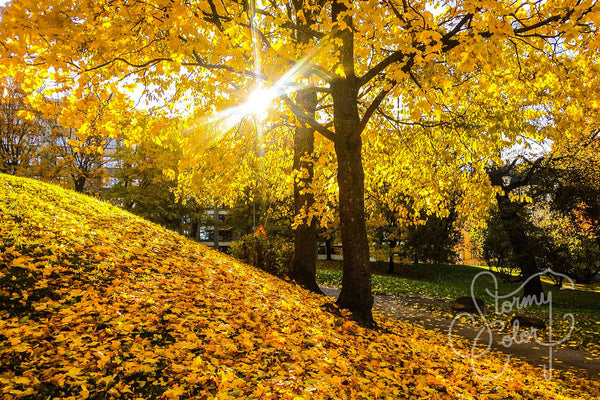 Helsinki, Gold Plated