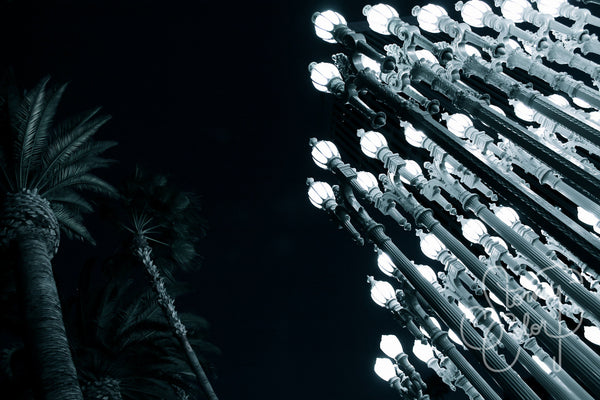 Palms and Lights