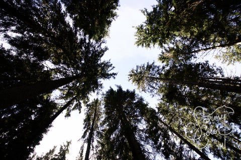 Just Trees