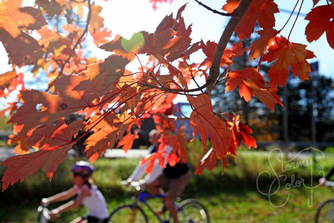 Beauty of Fall