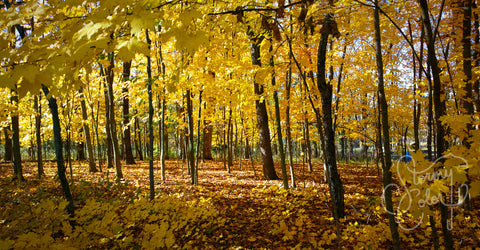 A Forest During Fall