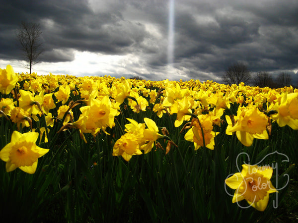 Yellow Sea