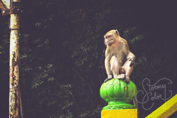 Monkey See