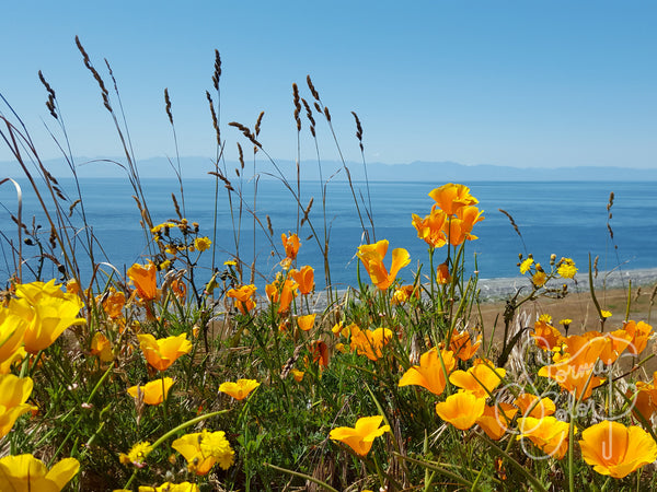 San Juan Flowers