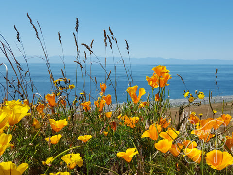 San Juan Flowers