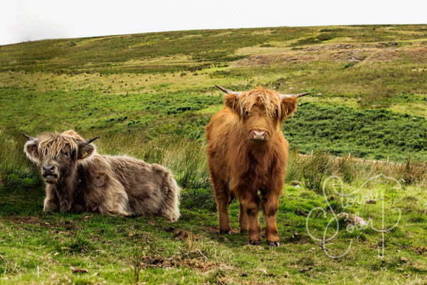 Welsh Cows