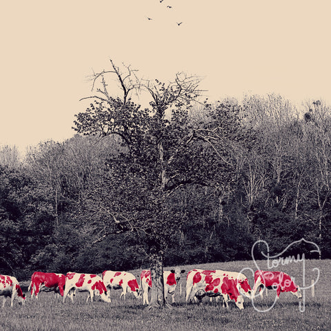 Pink Cows